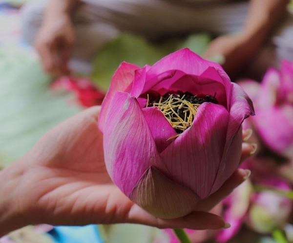 Loạt bài: Trà ướp sen Tây Hồ: Lắng đọng “chất” Hà thành. Bài 3: Trà sen Tây Hồ “mở” cánh cửa công nghiệp văn hóa thủ đô. (16/07/2024)